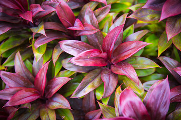 Dark tone of color leaves background for design or add text message. plant leaf fresh for backdrop.