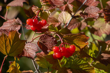 Close up of a branch with berries of a guelder rose, also called Viburnum opulus