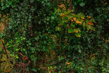 Vines with orange leaves in the fall