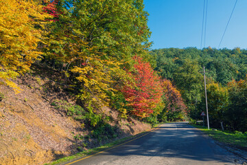 Naklejka premium Asphalt road in colorful autumn forest