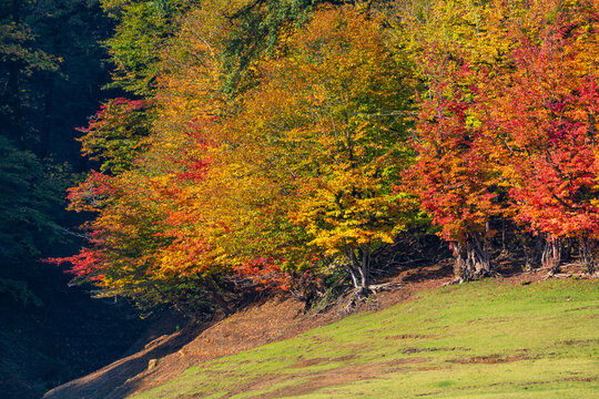 Parrotia persica trees at autumn season