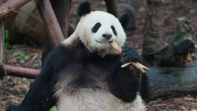 zoom out view of giant panda bear eating bamboo shoot