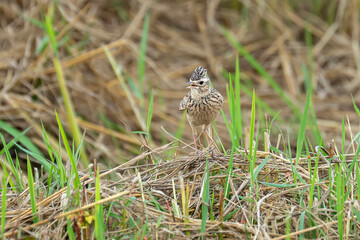 Orient Skylark Alauda Gulgula Adult Alert In The Grass