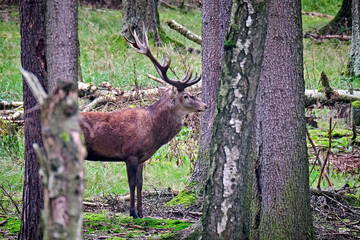 Rothirsch ( Cervus elaphus ).
