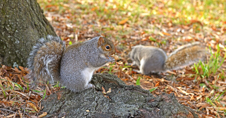 Eastern gray squirrels with nuts in Central Park. New York City