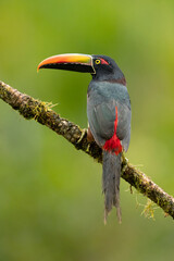  Fiery-billed araçari (Pteroglossus frantzii) is a toucan, a near-passerine bird. It breeds only on the Pacific slopes of southern Costa Rica and western Panama.
