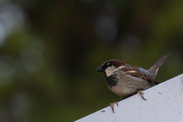 close up of a perching sparrow