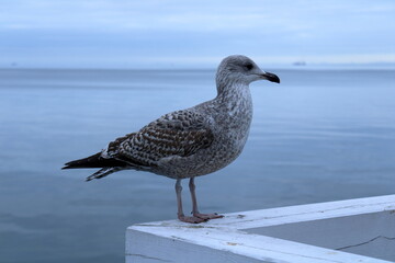 Seagull stands on the railing of the pier
