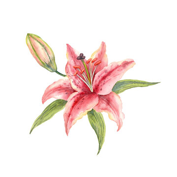 Pink Stargazer Lilies. Lily flower. Hand drawn watercolor bouquet. Artistic illustration