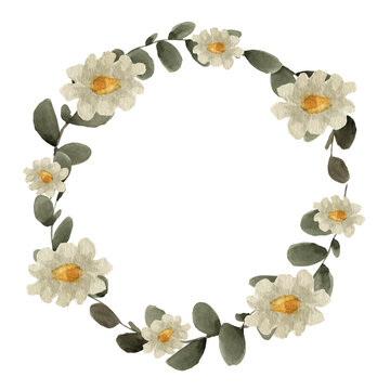 A wreath of eucalyptus with daisies is painted in watercolor, on a white background, for your design. Spring, gentle.