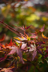 red maple leaves in autumn