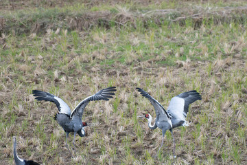 Pair of white-naped cranes dancing