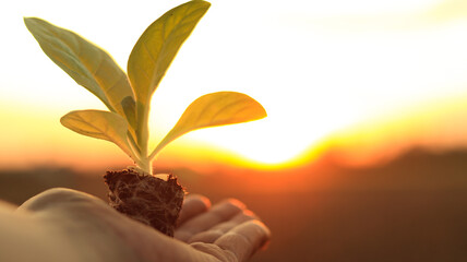Hand of Thai agriculturist holding young of green tobacco in Beautiful sunrise in the field with...