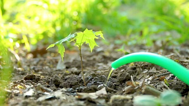 Closeup of a young tree watering with a watering can outdoor. Slow motion. Save nature concept