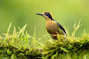 Golden-naped woodpecker (Melanerpes chrysauchen) is a species of bird in the woodpecker family Picidae. The species is very closely related to the beautiful woodpecker