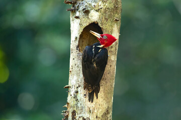 Pale-billed woodpecker (Campephilus guatemalensis) is a very large woodpecker that is a resident breeding bird from northern Mexico to western Panama. 
