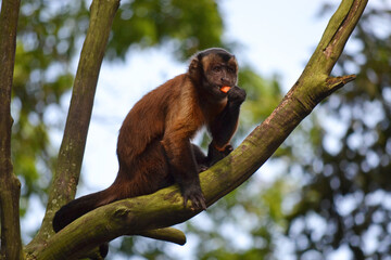 Geoffroy's spider monkey, also known as the black-handed spider monkey or the Central American spider monkey, sitting on a branch eating fruit