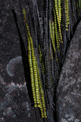 Smallstalk Necklace Fern (Lindsaea stricta), fern on Amuri Tepui, Venezuela