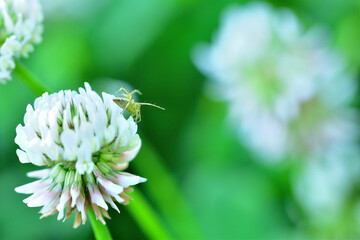 公園に咲く白爪草