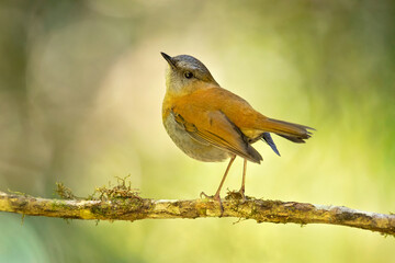 Black-billed nightingale-thrush (Catharus gracilirostris) is a small thrush endemic to the highlands of Costa Rica and western Panama.