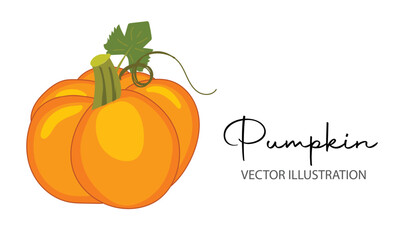 Orange pumpkin isolated on white background. Vector Illustration for pumpkin, stack, group, thanksgiving, background, vector, food, isolated, nature, Halloween, illustration, white, autumn, garden.