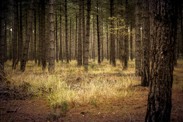 Deep down the pine tree woodland