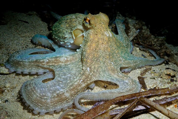 Octopus vulgaris, mediterranean sea