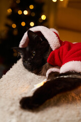 Black maine coon cat in Santa Claus costume on sofa against background of Christmas tree.