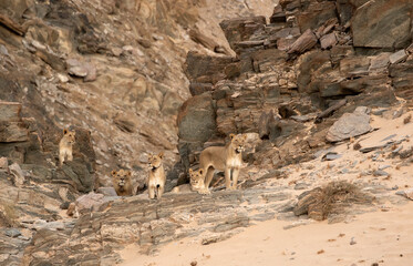 Desert Lion Pride