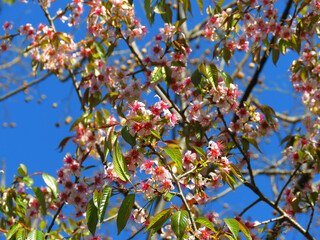 Prunus cerasoides background, called the wild Himalayan cherry and sour cherry, is a deciduous cherry tree found in East Asia.