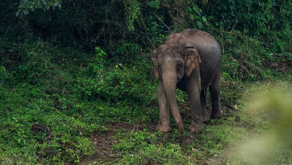 elephant in the grass