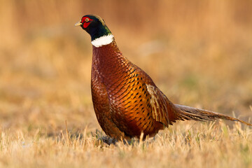 Common pheasant Phasianus colchius Ring-necked pheasant in natural habitat, grassland in early winter	
