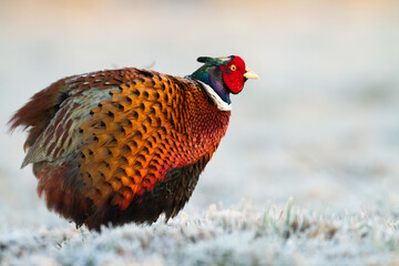 Common pheasant Phasianus colchius Ring-necked pheasant in natural habitat, grassland in early winter	

