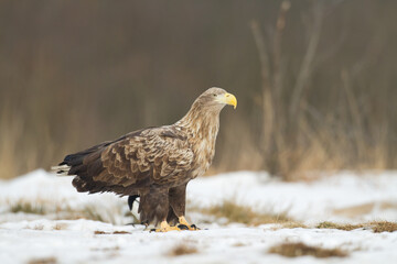 Majestic predator White-tailed eagle, Haliaeetus albicilla in Poland wild nature