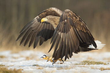 Majestic predator White-tailed eagle, Haliaeetus albicilla in Poland wild nature