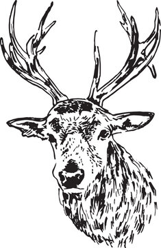 Hand sketch of a deer. Vector illustration.