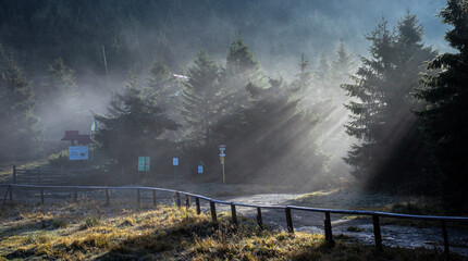 morning in the forest
