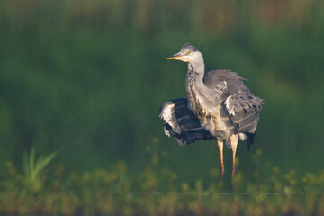 Bird Grey heron, gray heron Ardea cinerea bird on dark green background, hunting time