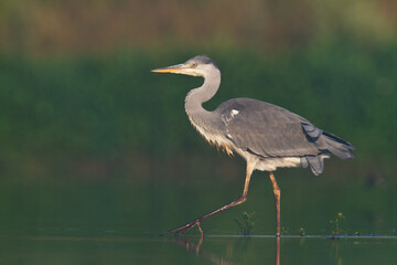 Bird Grey heron, gray heron Ardea cinerea bird on dark green background, hunting time