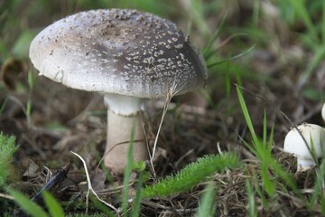 mushroom in the forest