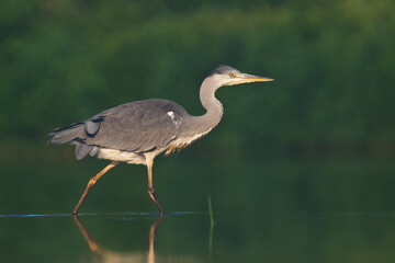 Bird Grey heron, gray heron Ardea cinerea bird on dark green background, hunting time