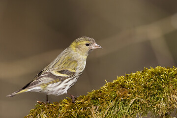 Bird Siskin Carduelis spinus male, small yellow bird, winter time in Poland Europe