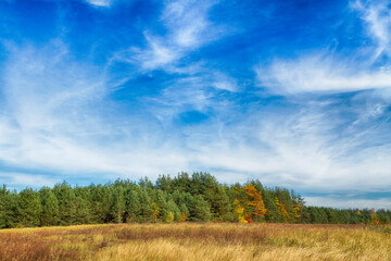 Fototapeta na wymiar Landscape autumn with colourful trees, autumn Poland, Europe and amazing blue sky with clouds, sunny day