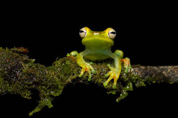 Obraz premium Canal Zone tree frog (Boana rufitela) is a species of frog in the family Hylidae found in the Caribbean lowlands of eastern Nicaragua, Costa Rica, and central Panama