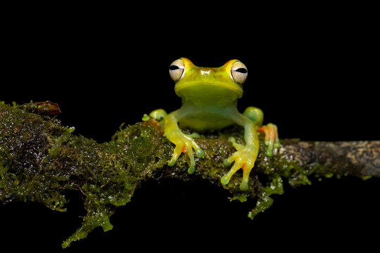 รูปภาพBoana เลือกดูภาพถ่ายสต็อก เวกเตอร์ และวิดีโอ104 Adobe Stock