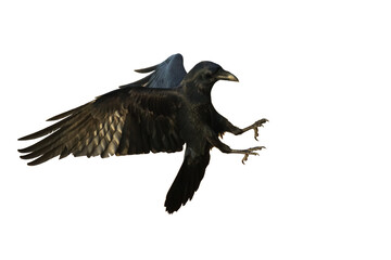 Birds flying raven isolated on white background Corvus corax. Halloween, silhouette of a large...