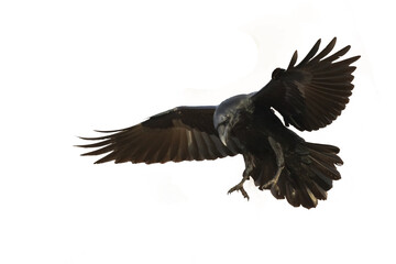Birds flying raven isolated on white background Corvus corax. Halloween, silhouette of a large black bird in flight cut out on a white background for use in graphic arts