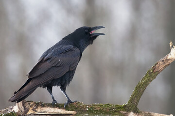 Bird beautiful raven Corvus corax North Poland Europe