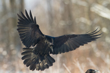 Bird beautiful raven Corvus corax North Poland Europe