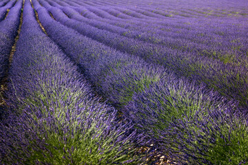Plakat Beautiful lavender field with long purple rows. Lavender fields, summer sunset landscape Provence, Lavender field at sunset, Valensole Plateau Provence France blooming lavender fields. Europe
